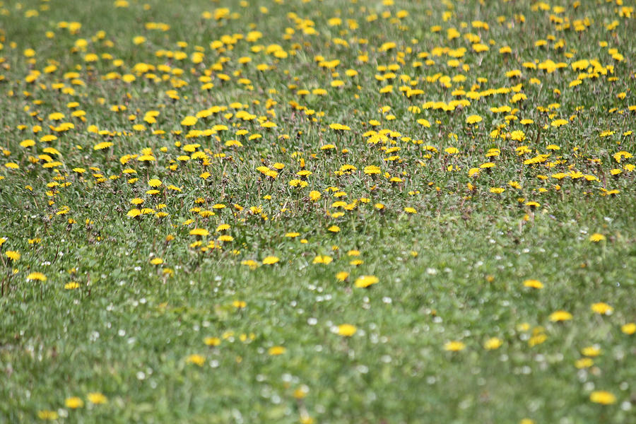 Yellow Flowery Meadow Photograph
