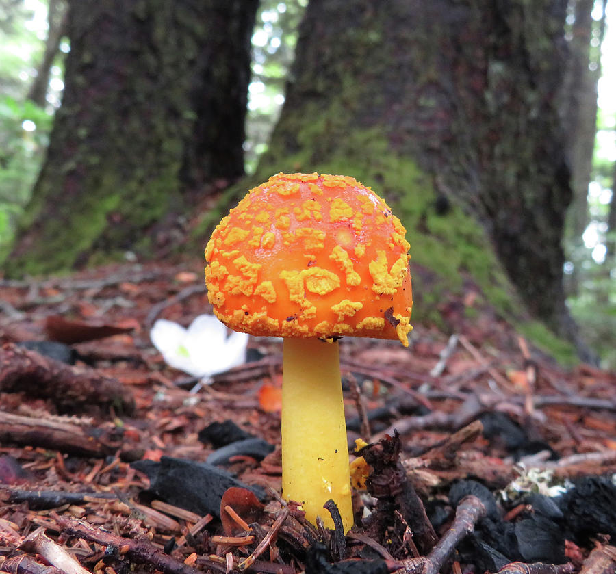 Yellow Fly Agaric Photograph by Joshua Bales
