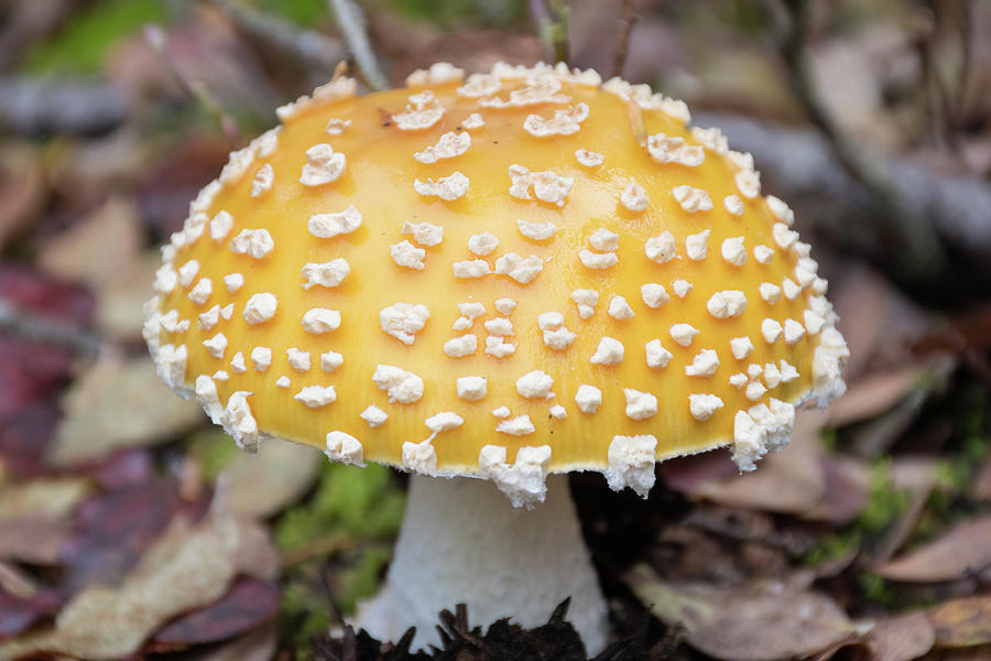 Yellow Fly Agaric Mushroom Photograph by Joan Septembre
