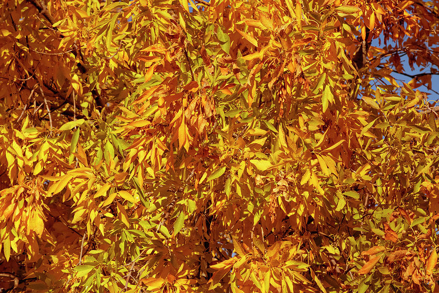 Yellow Foliage Photograph by Frank Wilson