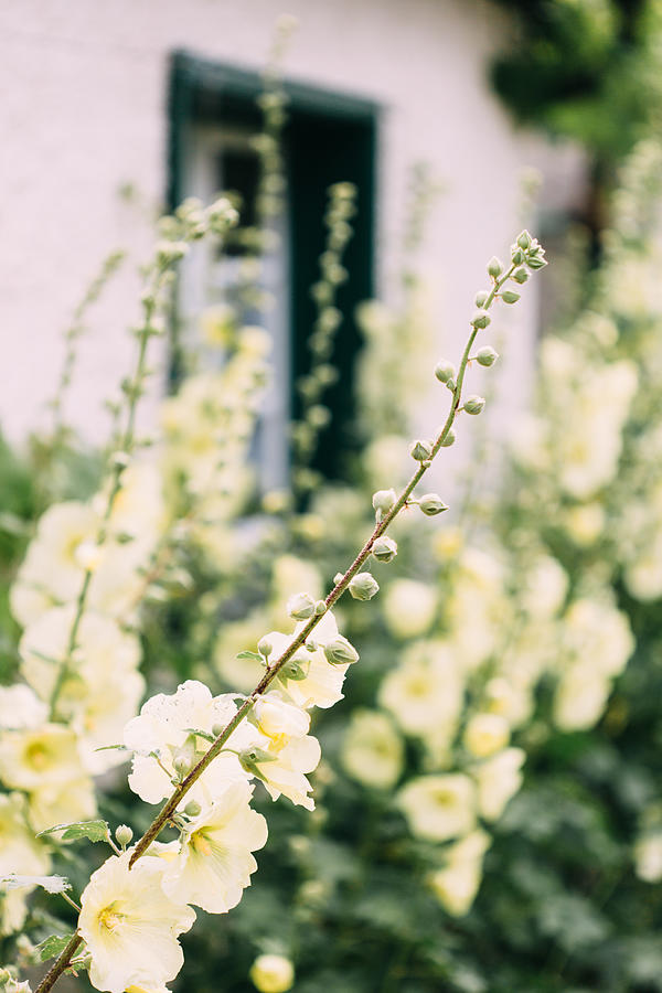 Yellow foxglove growing along a white house Photograph by Carolin Voelker