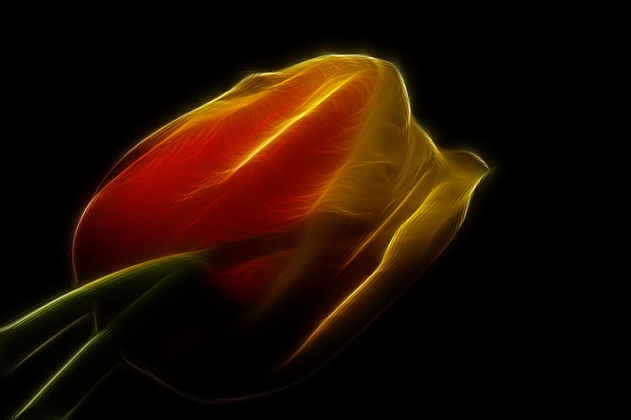 Yellow Fractal Tulip Macro Photograph