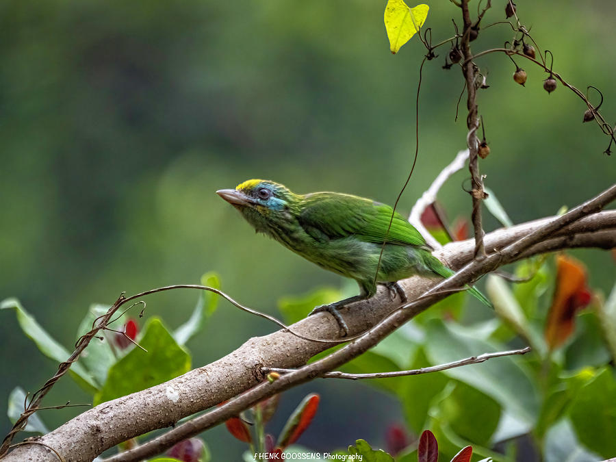 Yellow fronted barbet Photograph by Henk Goossens | Fine Art America