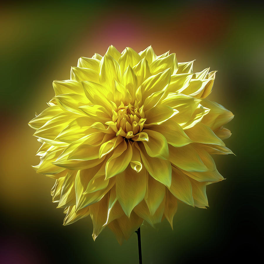 Yellow Garden Flower Photograph