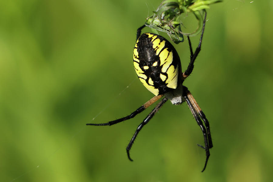 Yellow Garden Spider Photograph by Brook Burling
