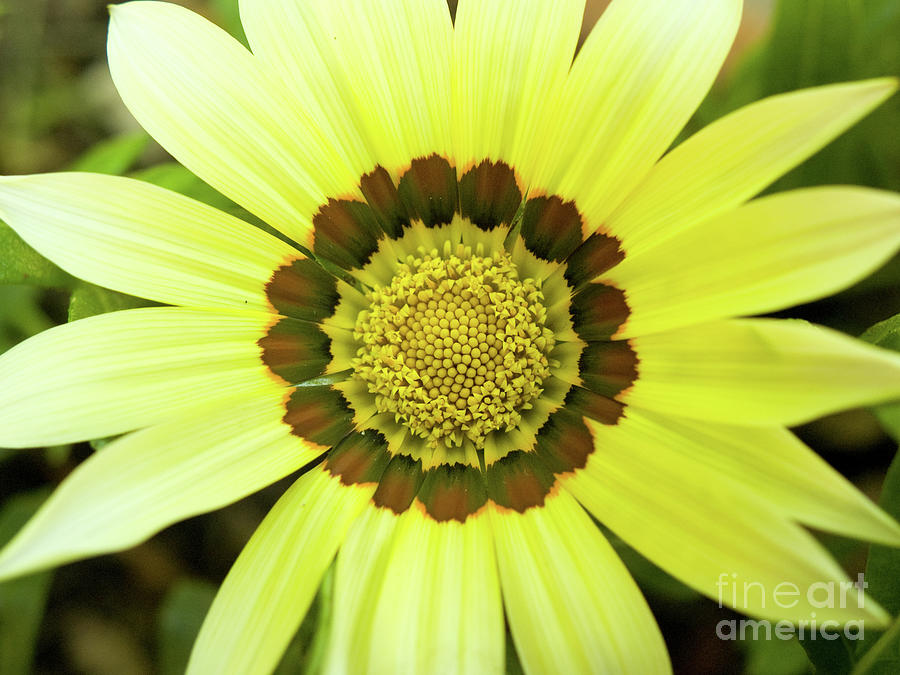 Yellow Gazania In Springtime 2 Photograph by Dorothy Lee