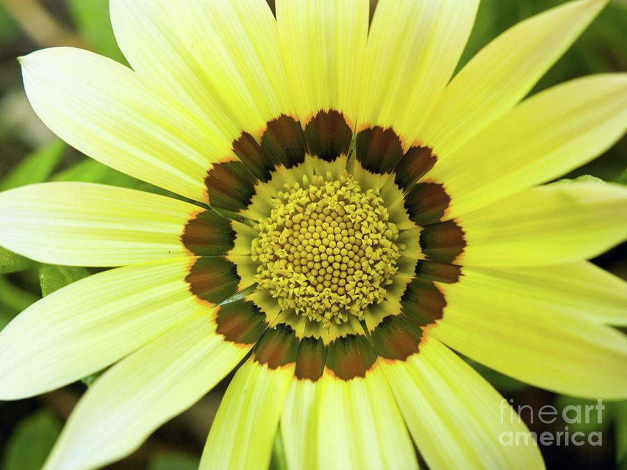 Yellow Gazania In Springtime 3 Photograph by Dorothy Lee