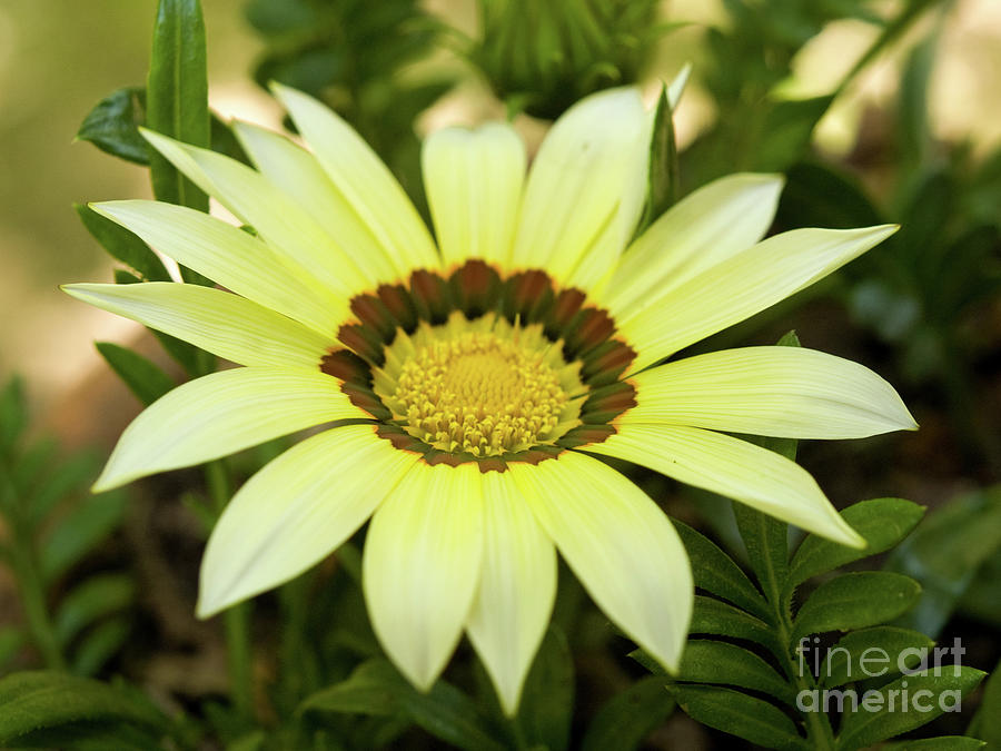 Yellow Gazania In Springtime 4 Photograph by Dorothy Lee