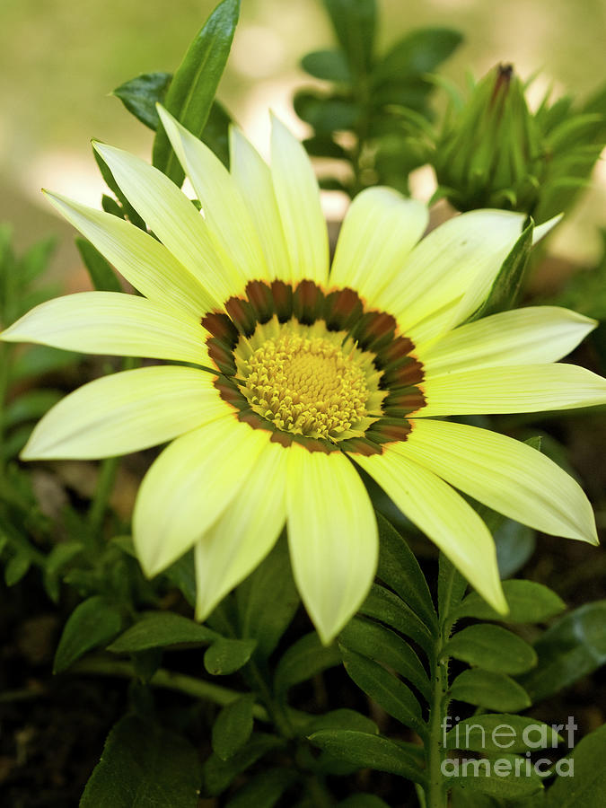Yellow Gazania In Springtime 5 Photograph by Dorothy Lee