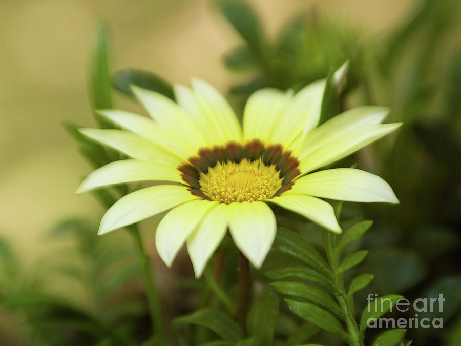 Yellow Gazania In Springtime 6 Photograph by Dorothy Lee