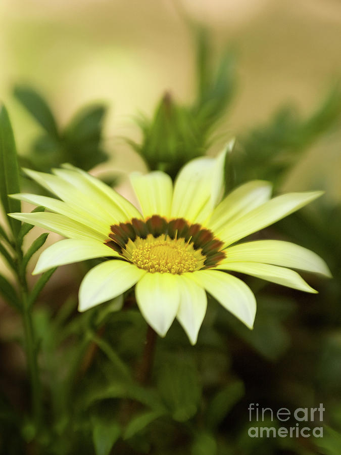 Yellow Gazania In Springtime 7 Photograph by Dorothy Lee