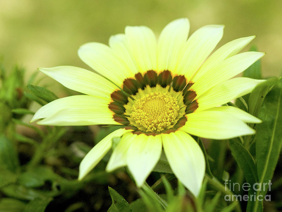 Yellow Gazania In Springtime Photograph by Dorothy Lee