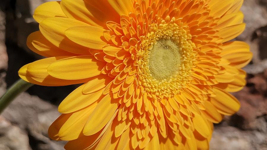 Yellow Gerbera Daisy Photograph - Yellow Gerbera daisy  by Nature Art