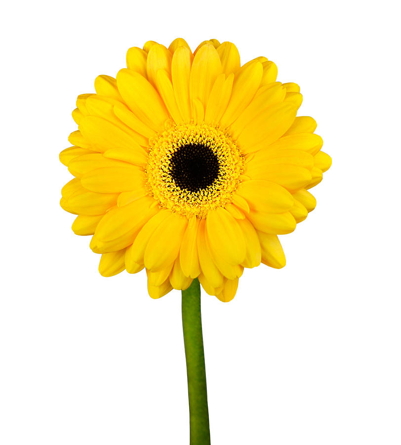 Yellow Gerbera Flower with Green Stem Isolated Photograph by Tr3gi