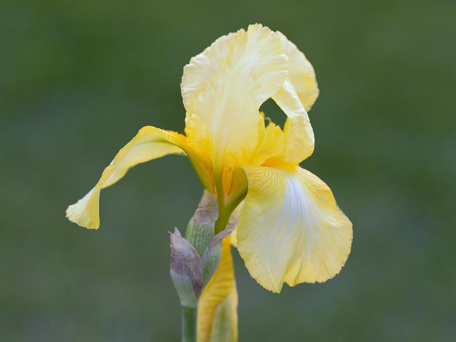 Yellow German Bearded Iris Flower Photograph by Joseph Skompski
