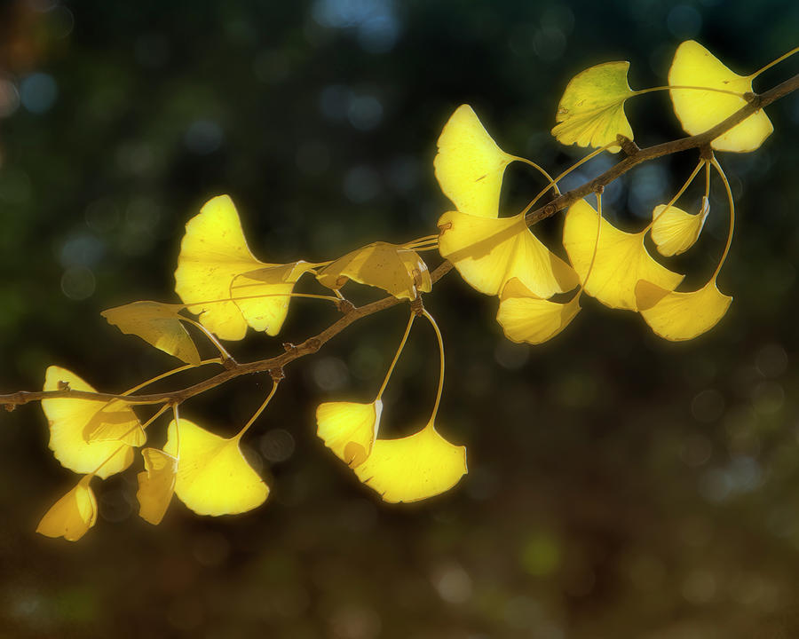 ginkgo leaf ginkgo leaf