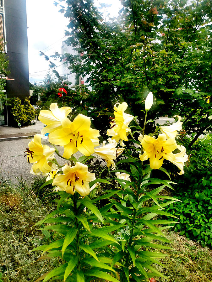 Yellow Gladiolas In Bloom Photograph
