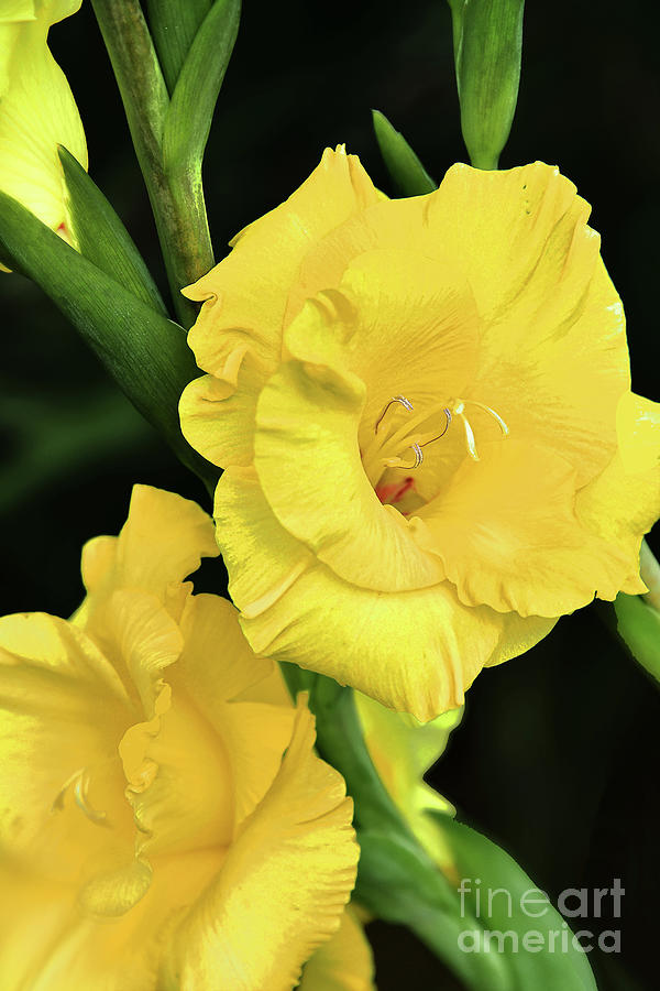 Yellow Gladiolus Blossoms Photograph by Regina Geoghan
