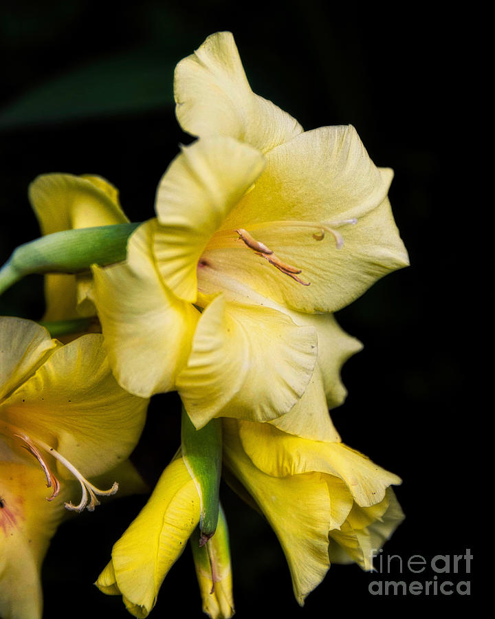 Yellow Gladiolus  Photograph by Elijah Rael