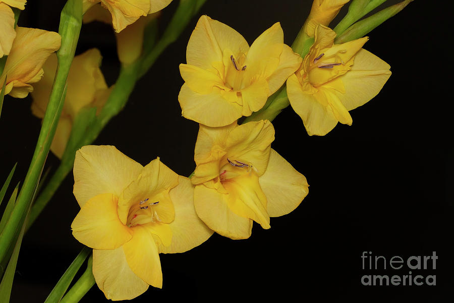 Yellow gladiolus Photograph by Ruth Jolly