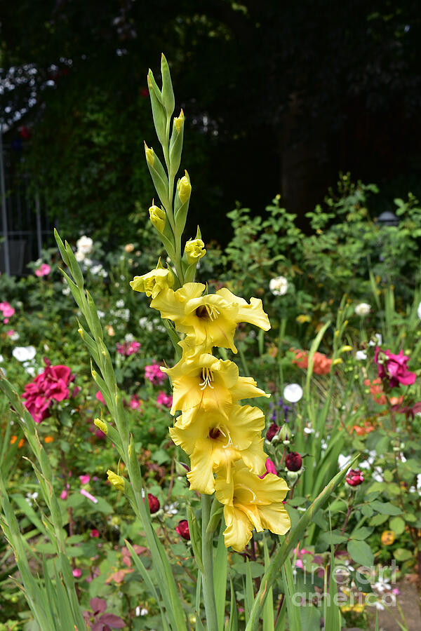 Yellow Gladiolus Photograph by Yvonne Johnstone
