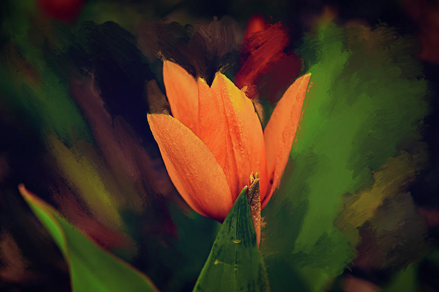 Tulip Photograph - Yellow glow #k0 by Leif Sohlman