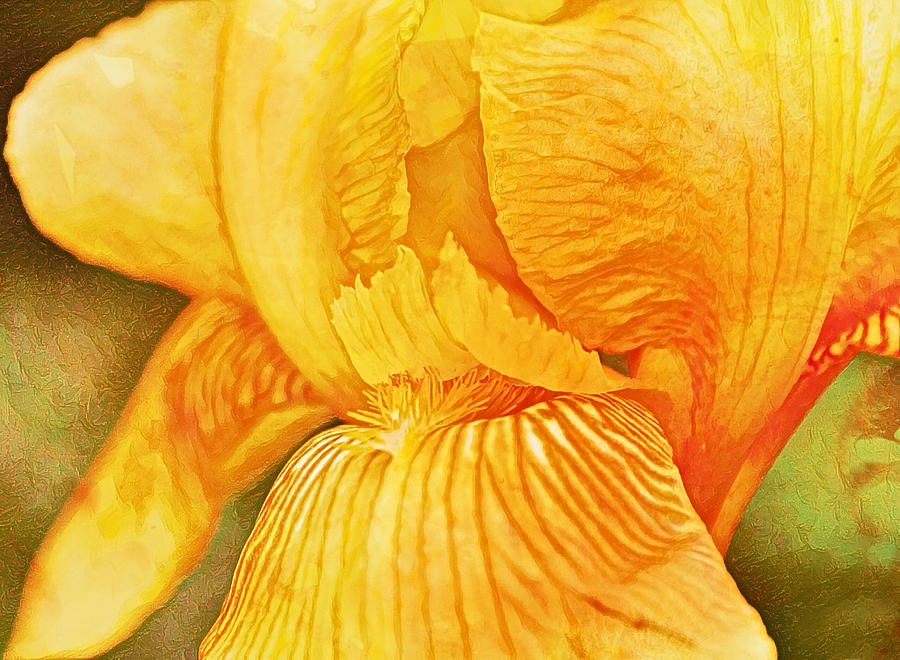 Yellow Gold Illustrated iris Close Up Digital Art by Gaby Ethington