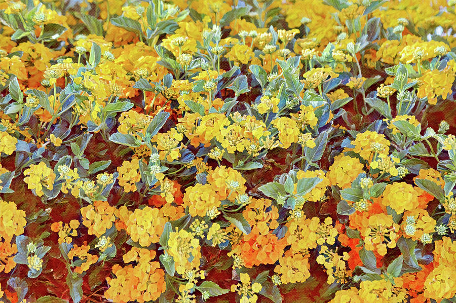Yellow Gold Lantana Flowers Illustrated for Autumn Digital Art by Gaby Ethington