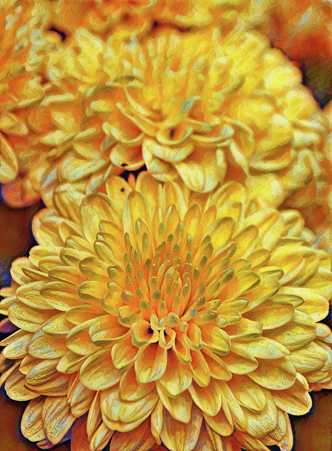 Yellow Gold Mums Portrait Photograph by Gaby Ethington