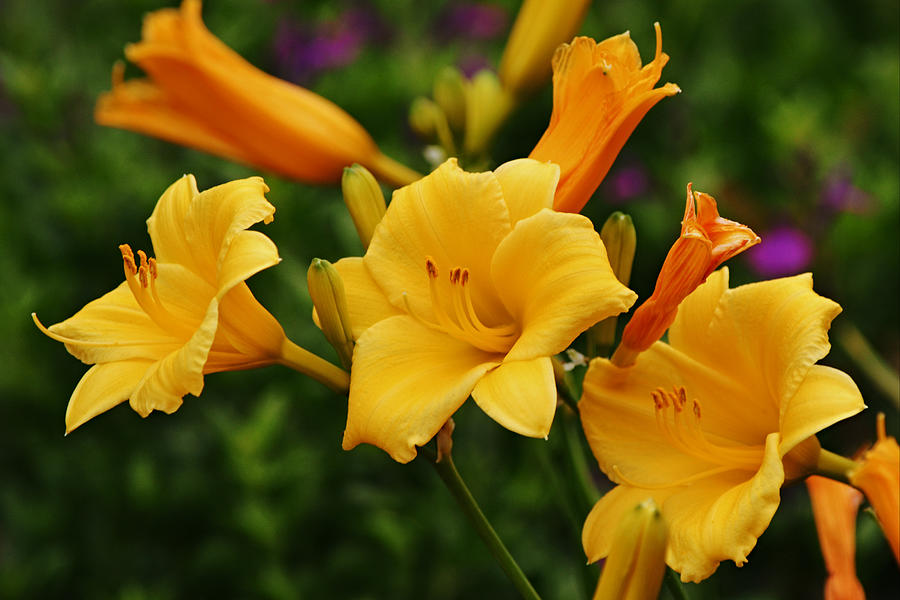 Yellow Gold Trumpet Lily Flowers Photograph by Gaby Ethington