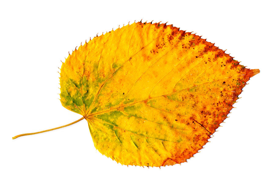 Yellow-golden autumn leaf on white Photograph by iChip