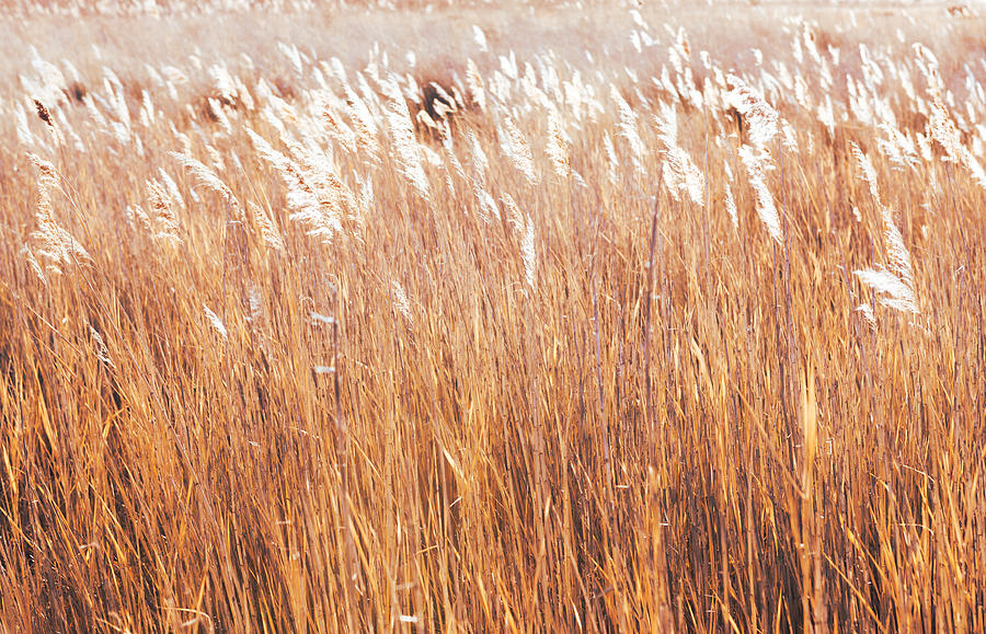 Yellow Grasses Photograph by Mark Gomez