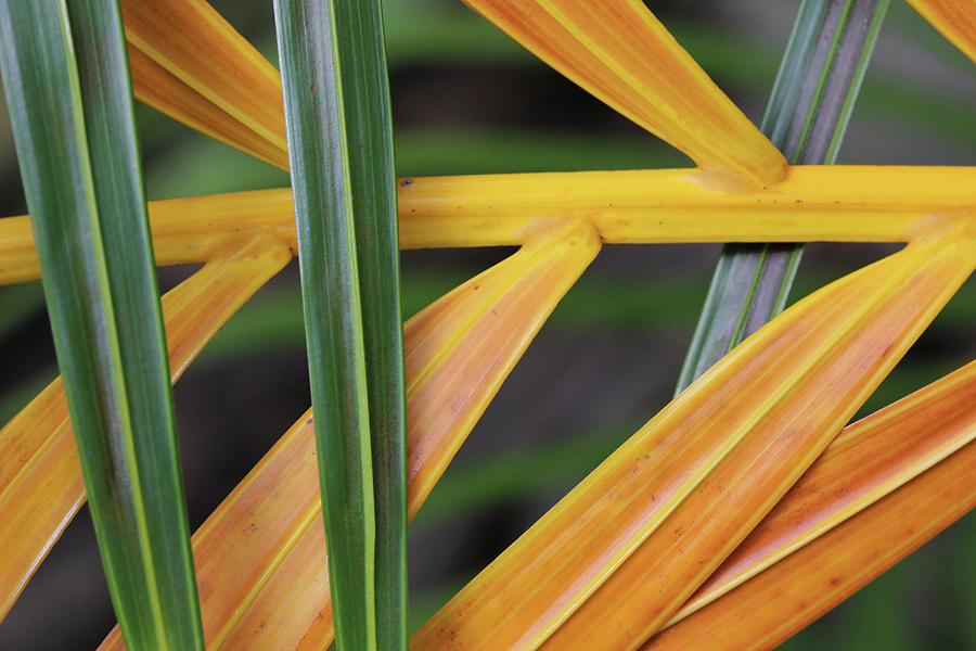 Yellow Green Palm Fronds Photograph by Decoris Art