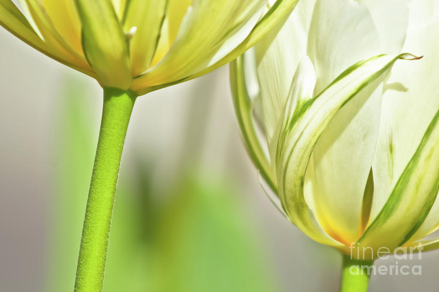 Yellow-Green Tulips Photograph by Jill Greenaway