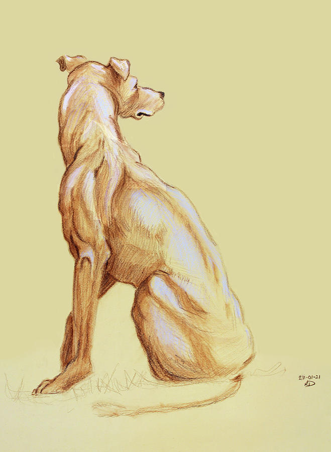 Yellow Greyhound Pastel by Robert Douglas