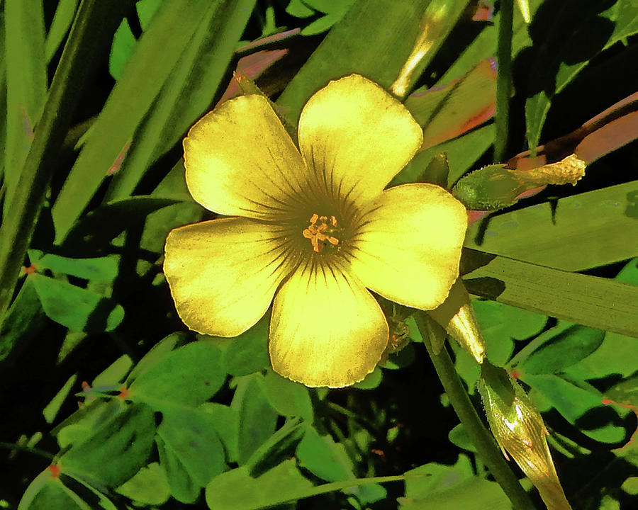 Yellow Ground Flower Photograph by Andrew Lawrence