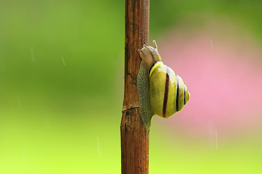 Yellow Grove Snail - Cepaea nemoralis  Photograph by Sharon Talson