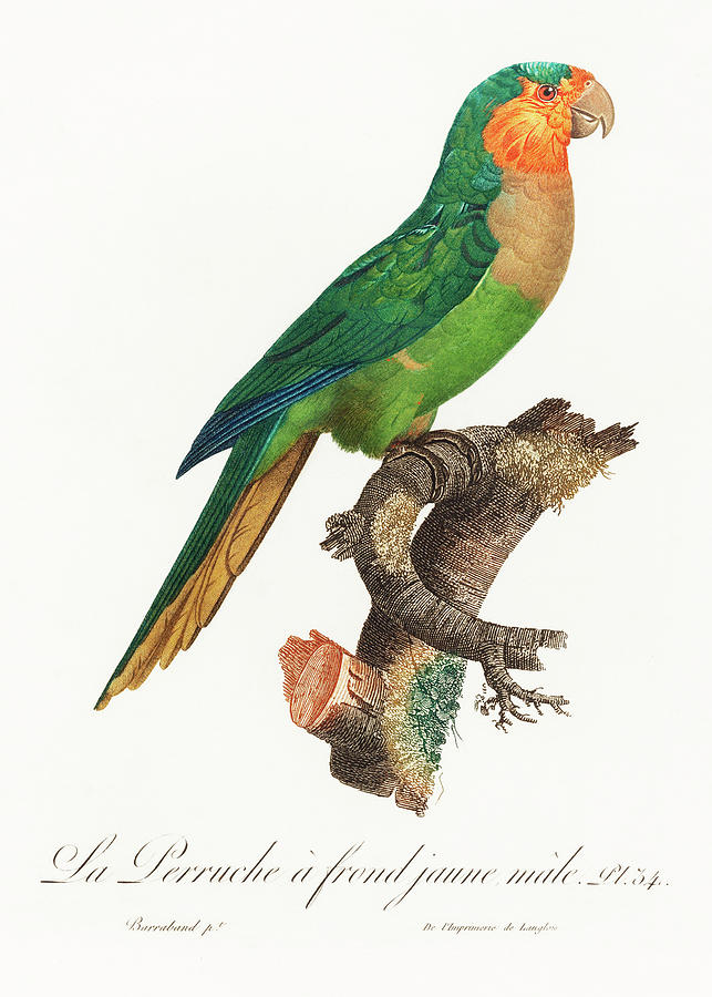 Yellow Headed Amazon Parrot Mixed Media by World Art Collective