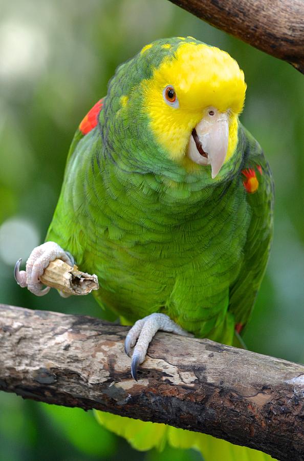 Parrot Photograph - Yellow Headed Amazon Parrot Working Out by Richard Bryce and Family