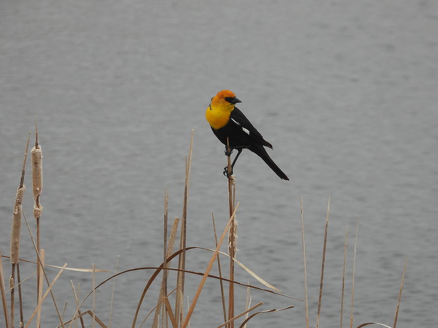Yellow Headed Black Bird 2 Photograph by Amanda R Wright