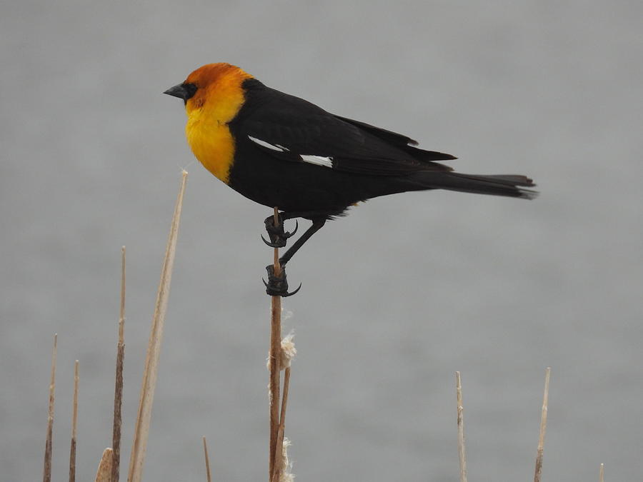 Yellow Headed Black Bird 3 Photograph by Amanda R Wright