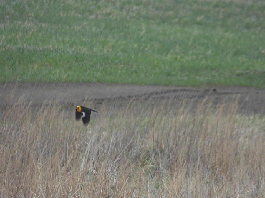 Yellow Headed Black Bird in Flight Photograph by Amanda R Wright