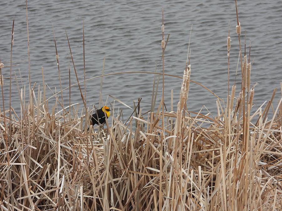 Yellow Headed Black Bird in the Reeds Photograph by Amanda R Wright