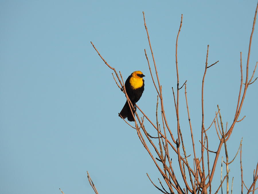 Yellow Headed Black Bird in Tree Photograph by Amanda R Wright