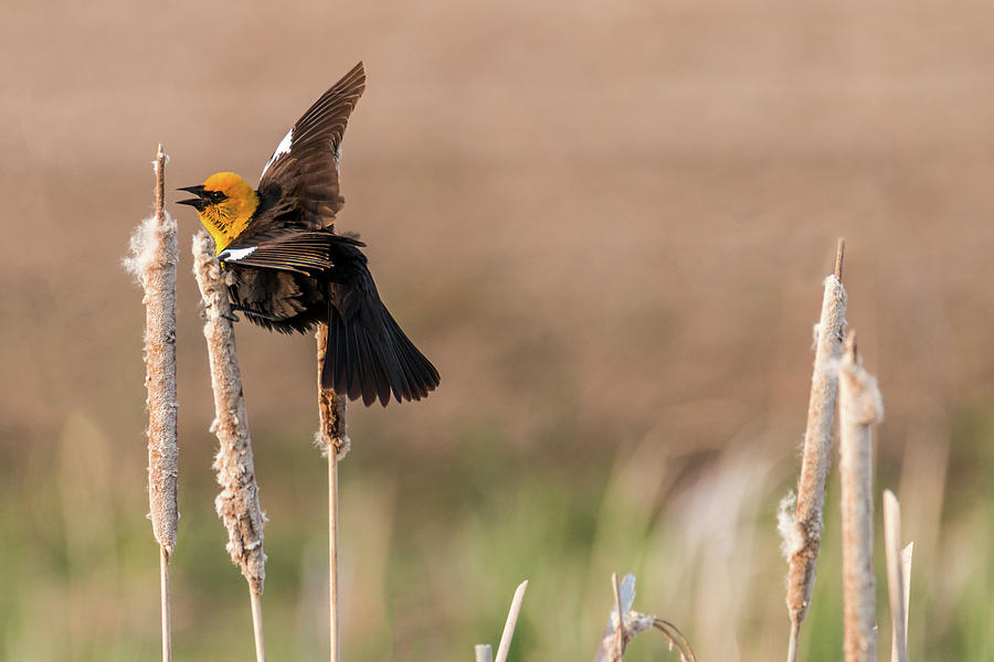 Yellow-headed Blackbird #11 Photograph by Patti Deters