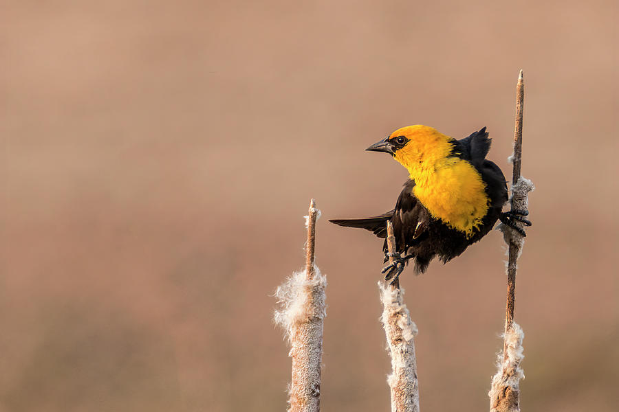 Yellow-headed Blackbird #8 Photograph by Patti Deters