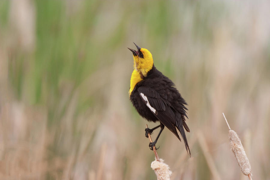 Yellow-Headed Blackbird at Freezout Lake Montana Photograph by Ram Vasudev