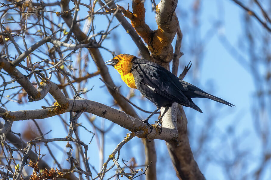 Yellow-Headed Blackbird at Malheur NWR Photograph by Belinda Greb