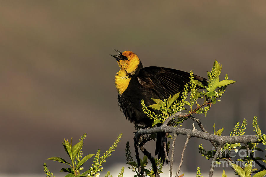 Yellow headed blackbird calling Photograph by Barbara Bowen