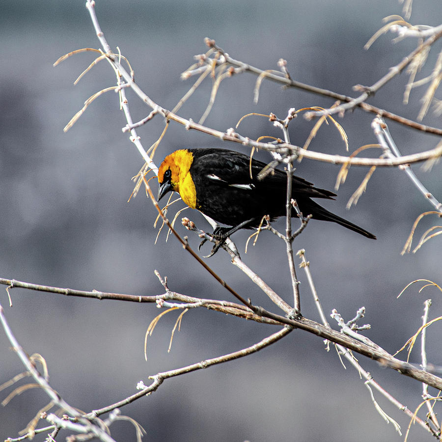 Yellow-headed Blackbird Photograph by Daniel Hebard
